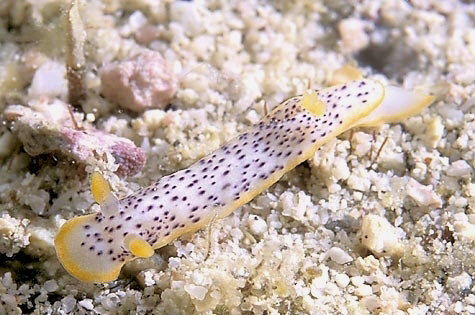 Chromodoris aspersa